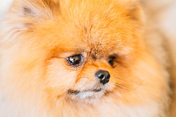 Image showing Pomeranian Puppy Spitz Dog Close Up Portrait