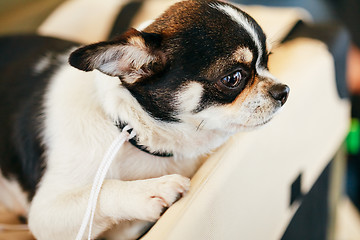 Image showing Chihuahua dog close up portrait