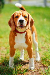 Image showing Beagle On Meadow - Pedigree Dog