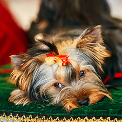 Image showing Close Up Cute Yorkshire Terrier Dog