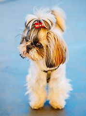 Image showing Cute Shih Tzu White Toy Dog