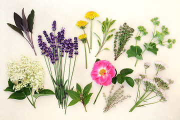 Image showing Healing Herbs and Flowers