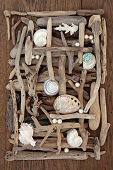 Image showing Seashell and Driftwood Beauty