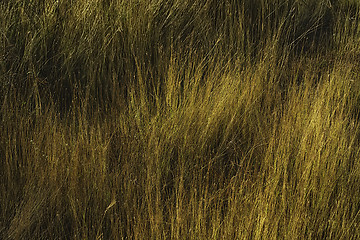 Image showing Sunrise Grass