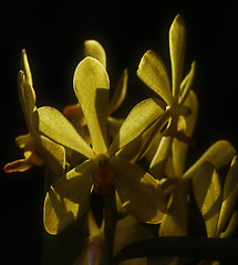 Image showing Backlit Yellow Orchid