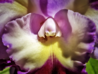 Image showing Lavender and Yellow Orchid