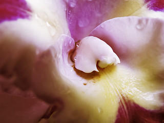 Image showing Lavender and Yellow Orchid