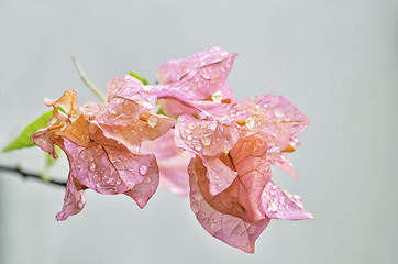 Image showing Pink Bougainvillea