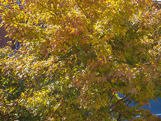 Image showing Red maple tree