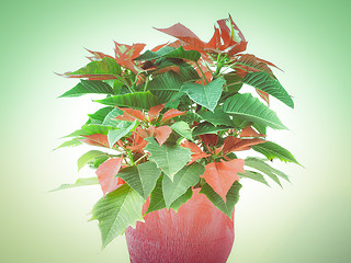 Image showing Retro look Poinsettia