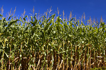 Image showing Field Of Corn