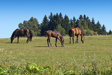 Image showing Grazing horses