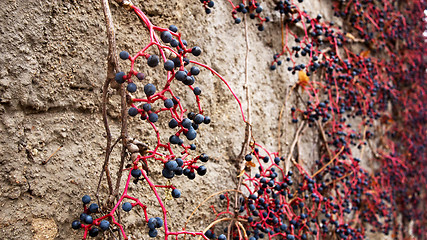 Image showing Virginia creeper fruits