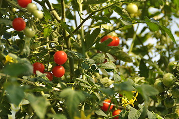 Image showing red ,green tomatoes