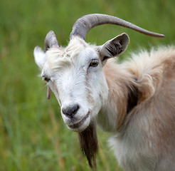 Image showing Portrait of goat