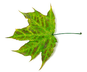 Image showing Multicolor maple-leaf 