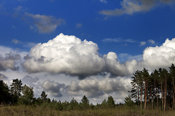 Image showing Coniferous forest and blue sky with clouds