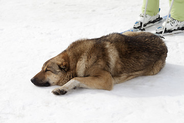 Image showing Dog sleeping on ski slope