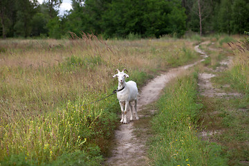 Image showing Goat on meadow