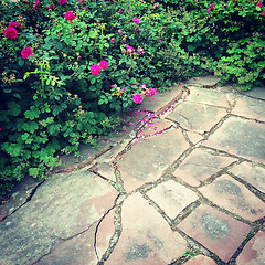 Image showing Wild roses in summer garden