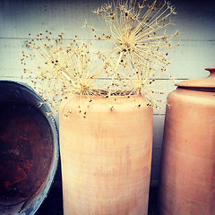 Image showing Decorative allium plants in clay vase