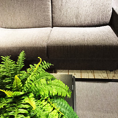 Image showing Green fern plant decorating a living room