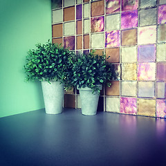 Image showing Green plants decorating a kitchen