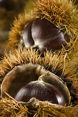 Image showing chestnuts