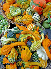 Image showing Pumpkins assortment