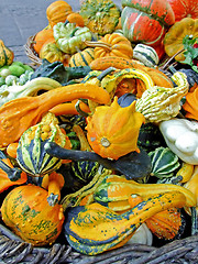 Image showing Small pumpkins