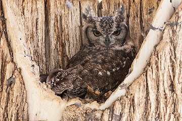 Image showing Spotted Eagle Owl