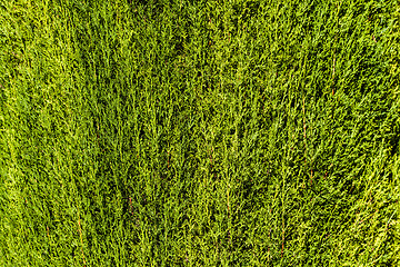 Image showing Green Hedge background