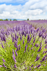 Image showing Lavander field