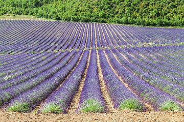 Image showing Lavander field