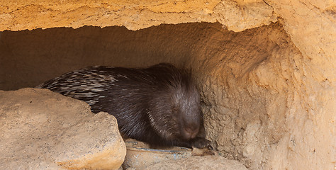 Image showing Huge Porcupine