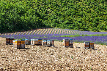 Image showing Beehive close to lavander field