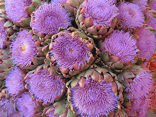 Image showing Artichoke flowers