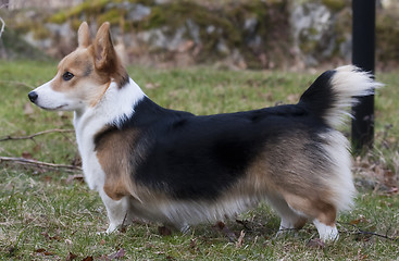 Image showing welsh corgi youngster