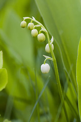 Image showing lily of the valley