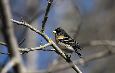 Image showing brambling