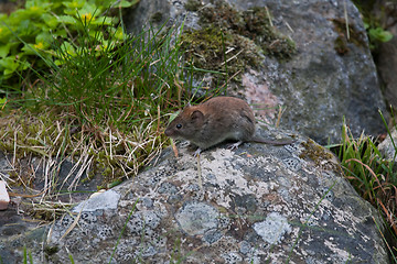 Image showing mouse on stone