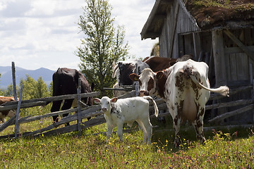 Image showing cows on summer pasture