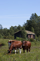 Image showing grazing cows