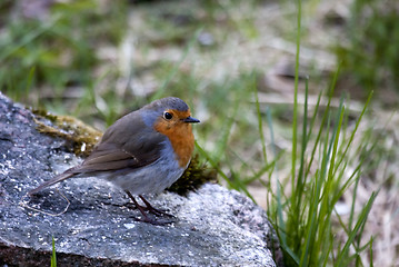 Image showing robin