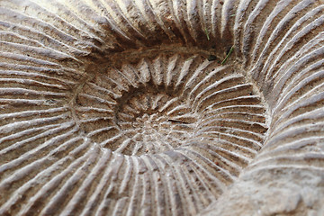 Image showing amonites fossil background