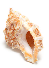 Image showing large seashell