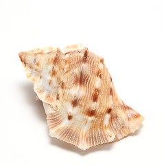 Image showing large seashell