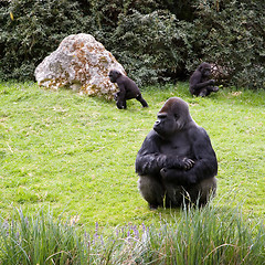 Image showing Gorilla family