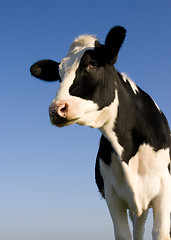 Image showing Holstein cow