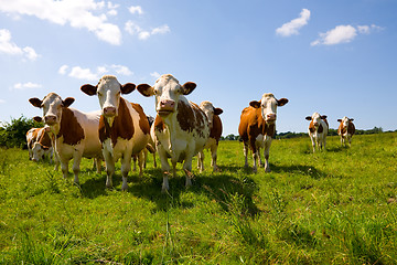 Image showing Montbeliarde cows